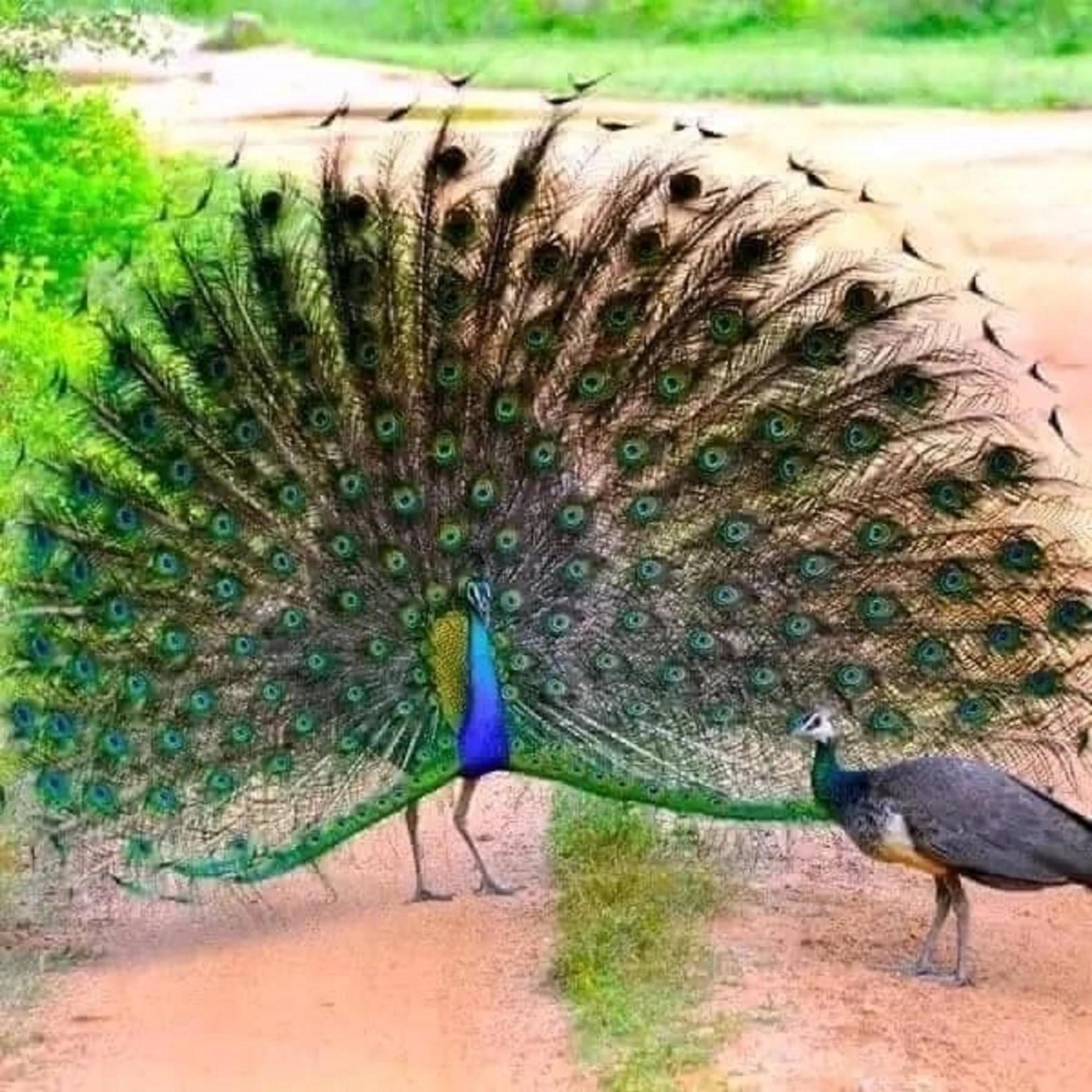 Sigiri Birds Hostel Sigiriya Exterior photo